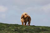 BASSET FAUVE DE BRETAGNE 015
